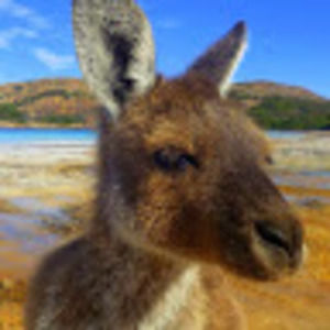 Meet your Posher, Joyce